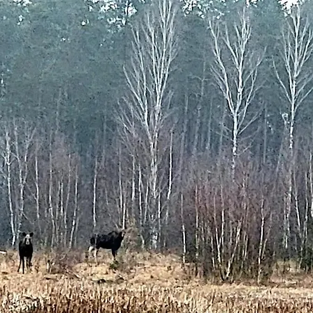 Letniskowe Pod Orzechem Caloroczne Semesterbostad Olsztynek